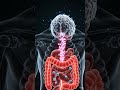 What Happens Inside Your Body When You Eat Ice Cream? 🍦. #icecream #3danimation #humanbody #science