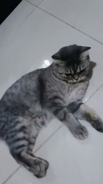 #cat #funny #cute #animals #amanesido #tomy #support #lifeisbutadream