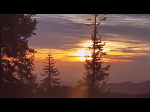 Sequoia National Park. Секвойи, одни из древнейших деревьев на Земле.