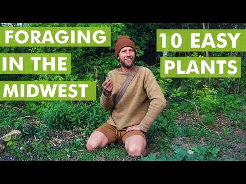 Foraging in the Midwest: Easy Edible Plants for Beginner Foragers