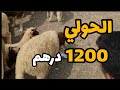 طنجة الرخا لله فسوق الحرارين الحولي ب 1200 درهم والصردي 3900 المغرب سوق الحولي أثمنة المواشي 