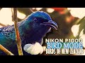 Nikon P1000 Bird Mode Test: New Zealand