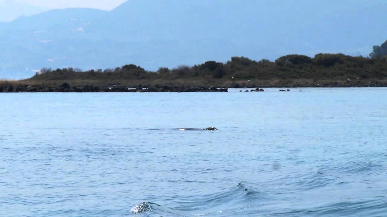 Evia-Guide Fokies lichadonisia