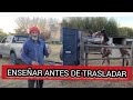 COMO TRASLADAR UN CABALLO EN UN TRAILER POR PRIMERA VEZ