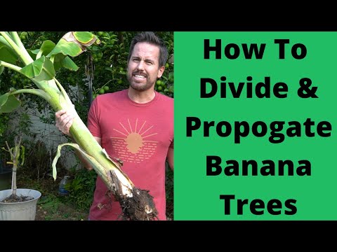 Video: Bananų augalo padalijimas – bananų augalų atskyrimas dauginimui
