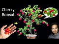 How to easily grow cherry tree at home  easiest bonsai for beginners