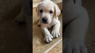 I sure miss the puppy stages #goldenretriever #tbt #dog #relaxmydog #funny #funnydogs #compilation