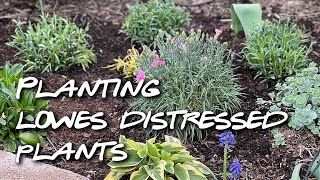 Planting lowes distressed plants