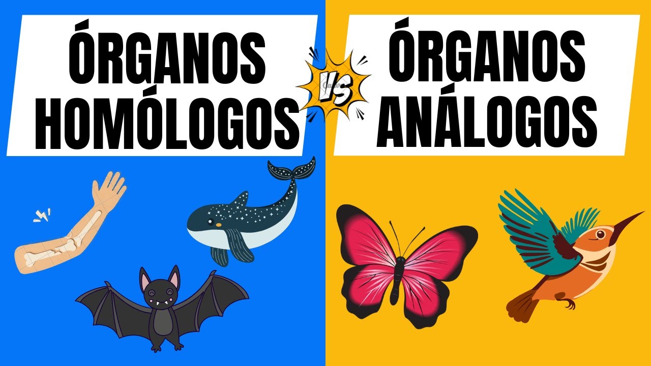 Órganos homólogos y análogos con ejemplos claros (explicación rápida y ...