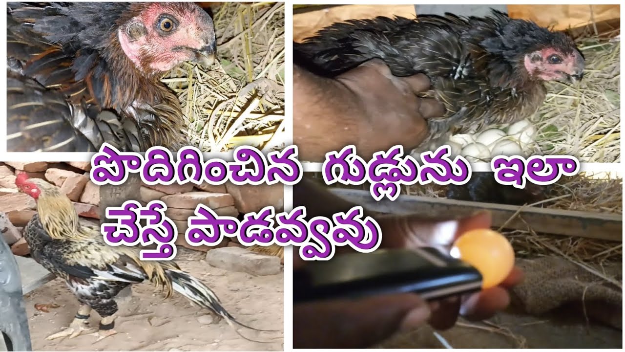 embryo development checking in hatching eggs in telugu-eggs candling @village multi farming