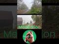 Fog, Meditation, and Walk #photography #photographer #green #duet #greenscreen