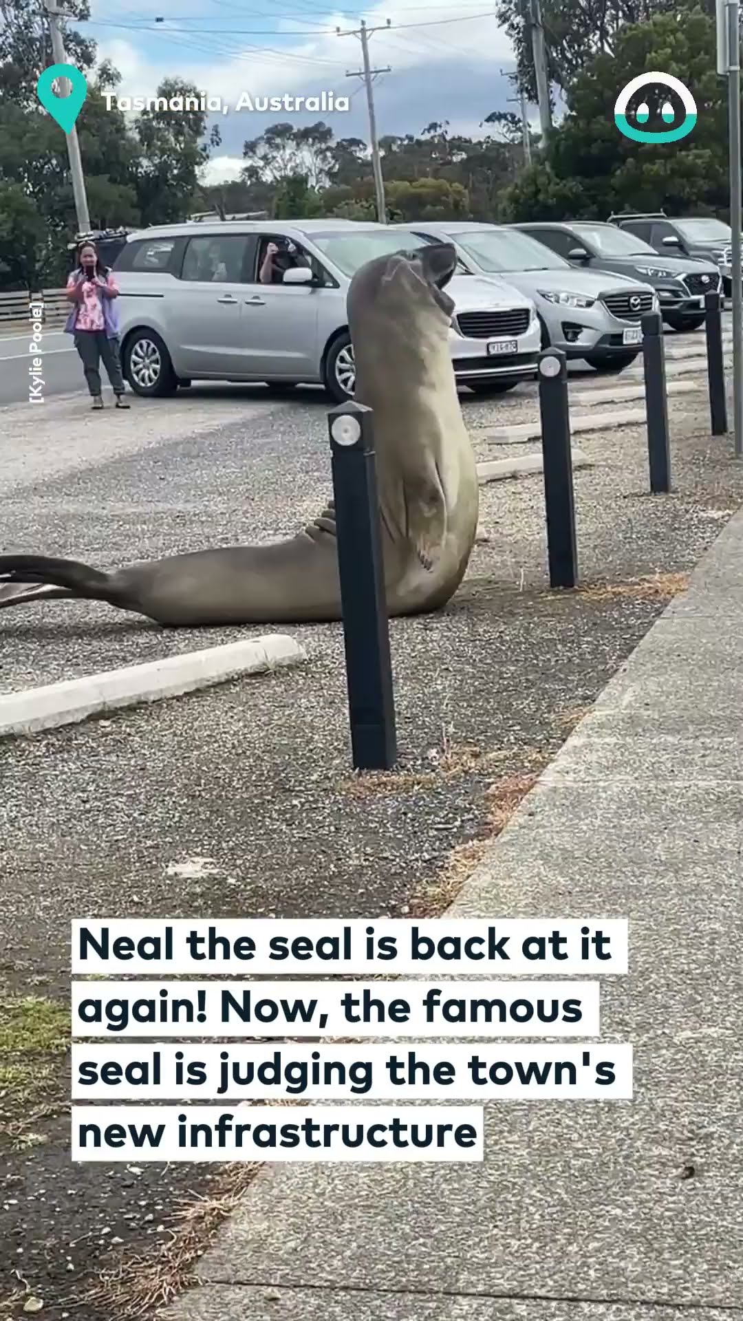 Neil The Seal Supervises Urban Fixtures || ViralHog