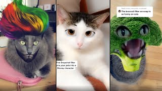 Cats Try On Snapchat Filters - Try Not To Laugh by Cute Paws 252 views 2 years ago 7 minutes, 48 seconds