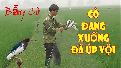 Cò Đang Xuống Đã Úp/ Hành Trình Theo Chân Thợ Bẫy Cò - Bẫy Cò Trên Cánh Đồng Lúa T91