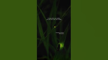 Thumbnail of 나는 반딧불 (I am firefly) by 중식이 (Lunch) - When you realize you're not a star but a firefly