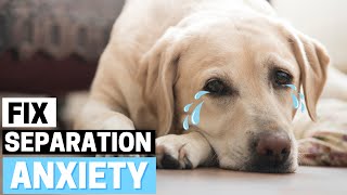 How to Deal with Separation Anxiety in Labradors? by Labrador Care 508 views 2 weeks ago 2 minutes, 18 seconds