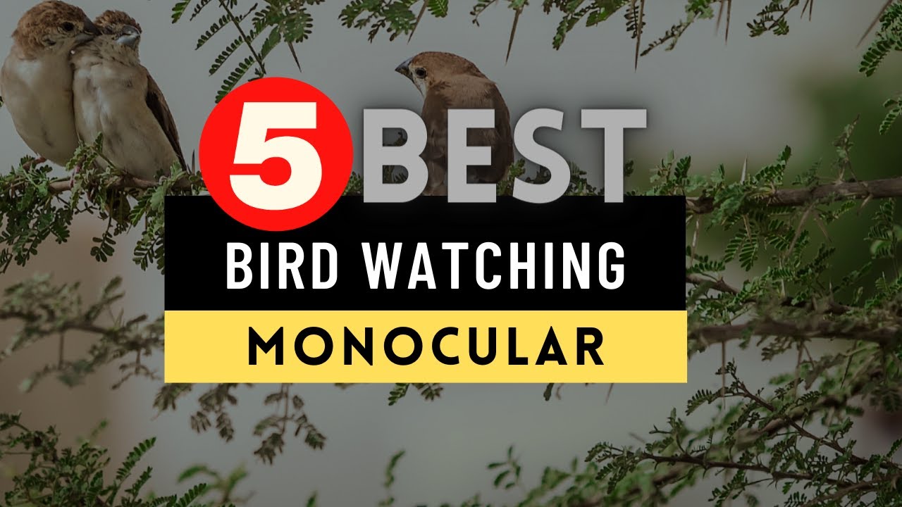 Best Monocular 2022 🔶 Top 5 Best Monocular for Bird Watching