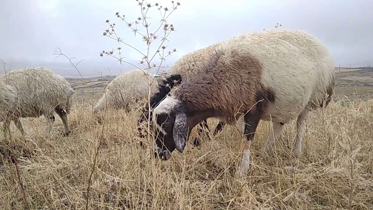 YILIN İLK KAR DÜŞTÜ YAĞMUR VE SİS.....