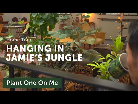 Jamie's Jungle Houseplant Home Tour