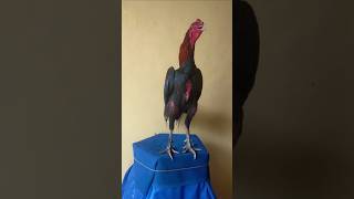 perpaduan bk klasik dengan pama #ayam #chicken #animals #funny #fyp