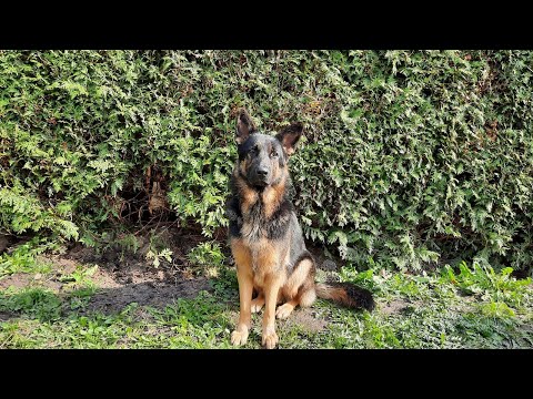 Video: Tips om mondingen op honden te genezen