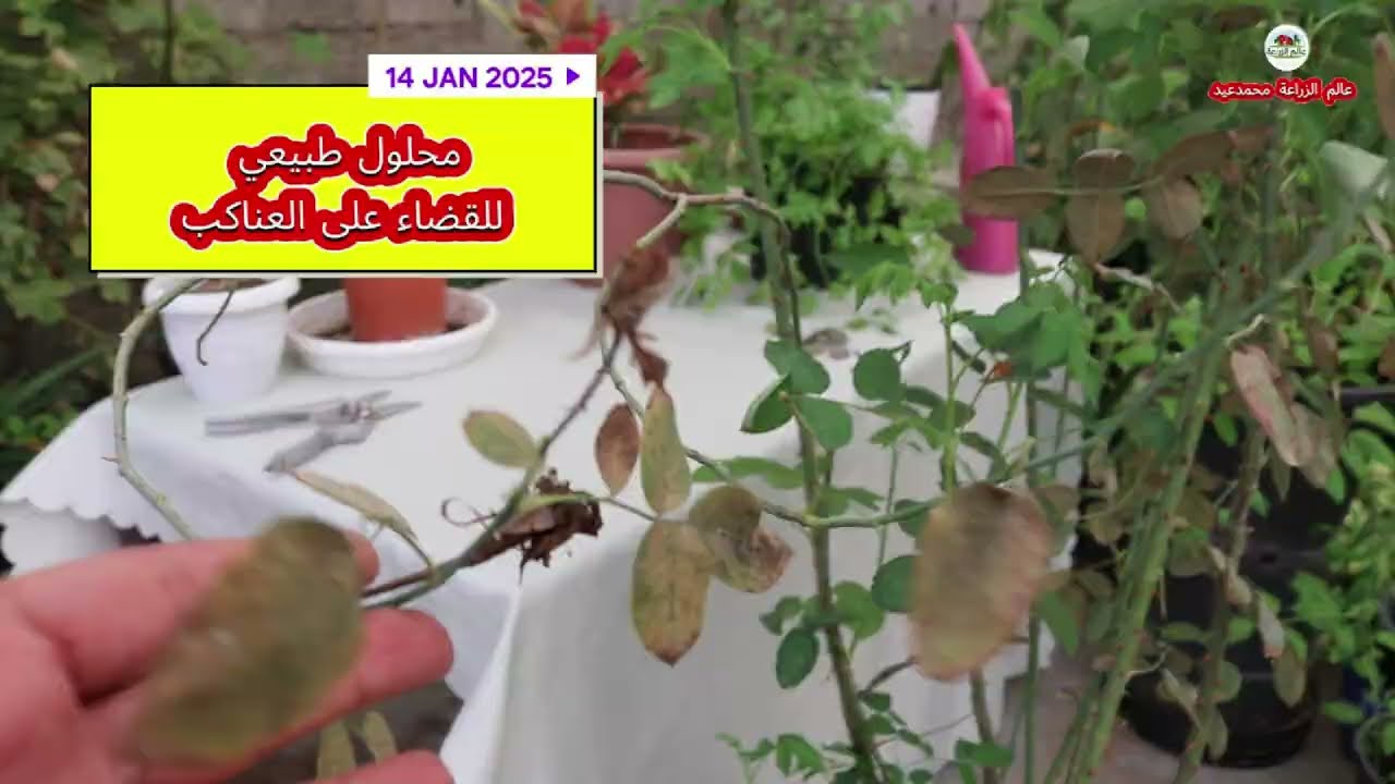 كيفية التخلص من العناكب في النباتات باستخدام محلول منزلي طبيعي 100%