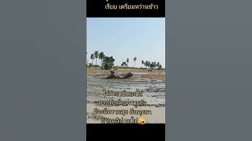 ep.1 ตีเทือกนาเพื่อปรับให้ดินเรียบเตรียมดินปลูกข้าวไรซ์เบอรี่ค่ะ
