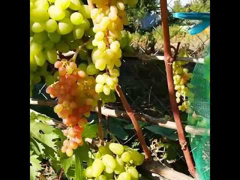 Video: Bazhena - grožđe nevjerojatnih kvaliteta