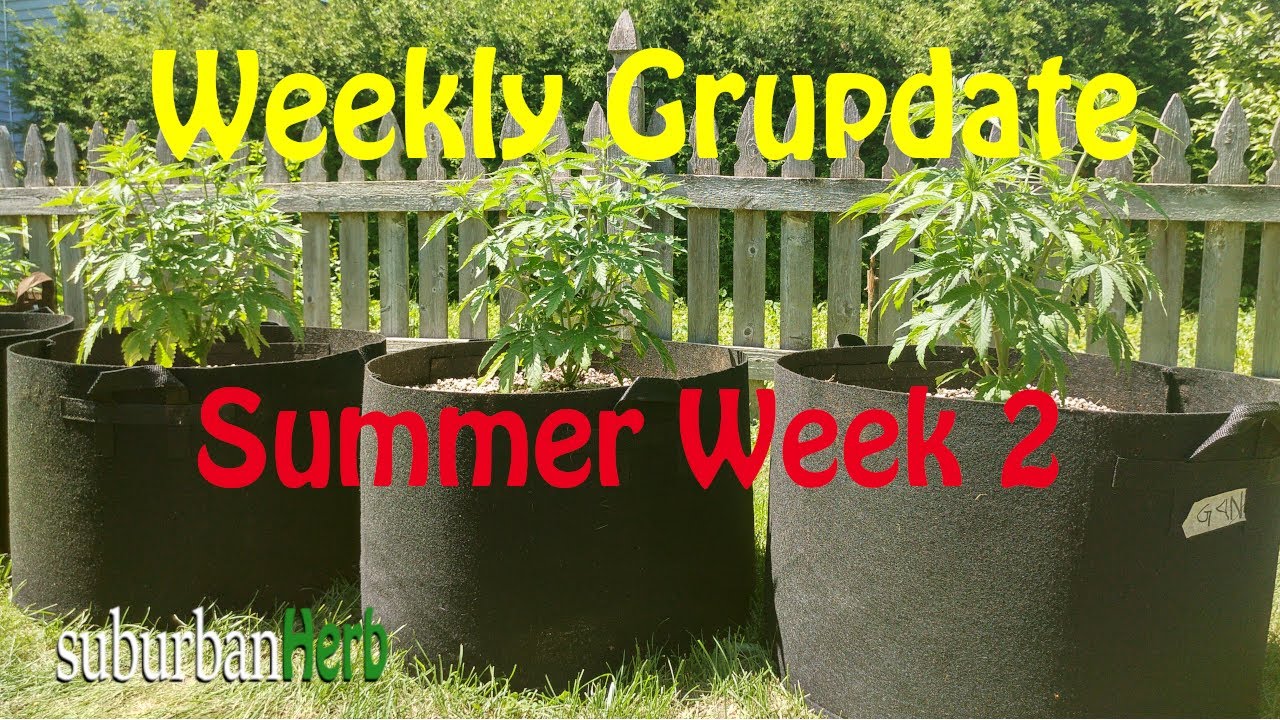 Outdoor Cannabis Grow in Ontario Canada. Week 2. Featuring Iranian Diesel, G-13 and autoflowers.