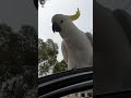 Carjacked by a cheeky parrot!!