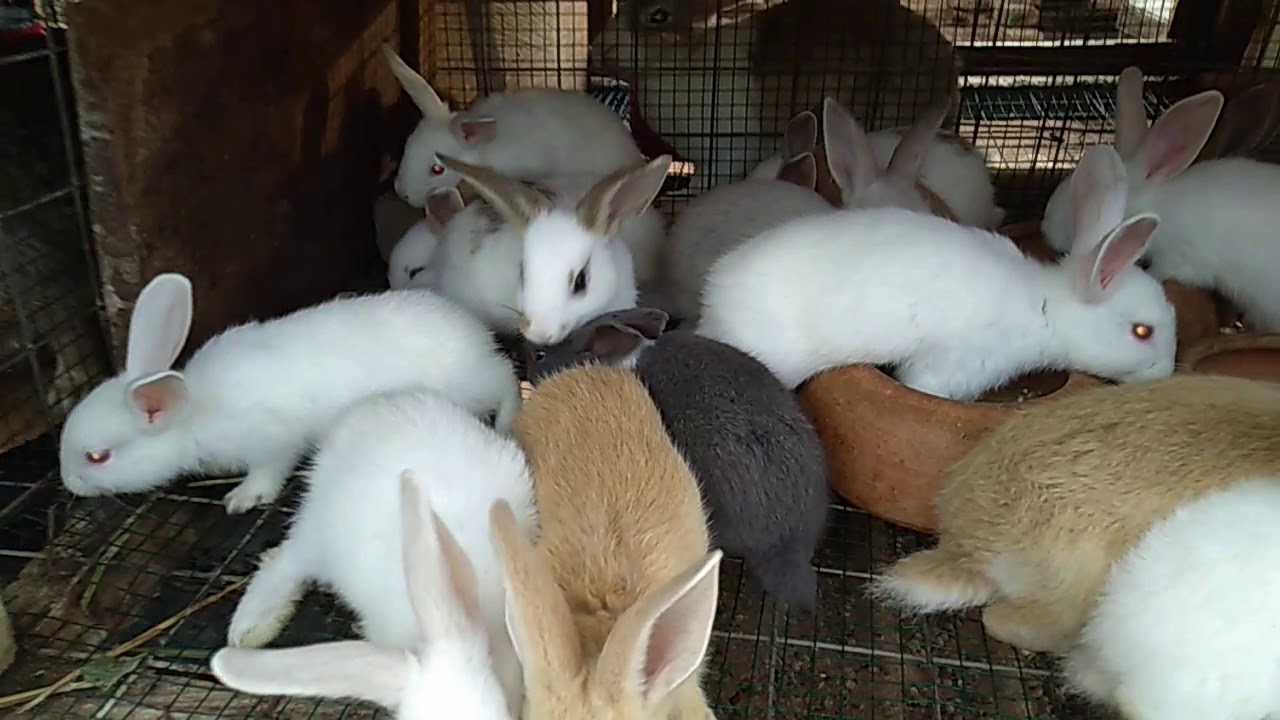 HEALTHY RABBIT FARMING IN GHANA