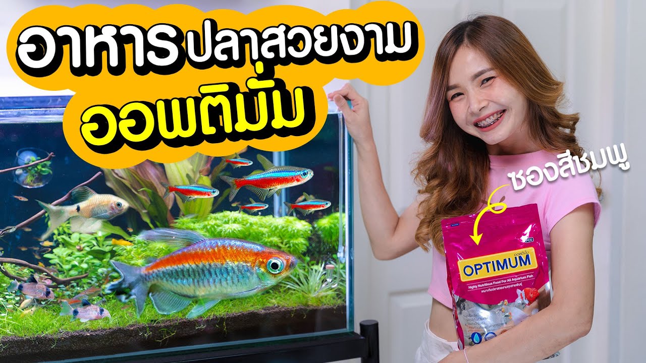 ให้อาหารปลาสวยงามในตู้ไม้น้ำ ด้วยอาหารปลาออพติมั่ม ซองสีชมพูกัน!!! | MarangMod Channel | อาหาร ปลา optimumเนื้อหาที่เกี่ยวข้องที่แม่นยำที่สุด