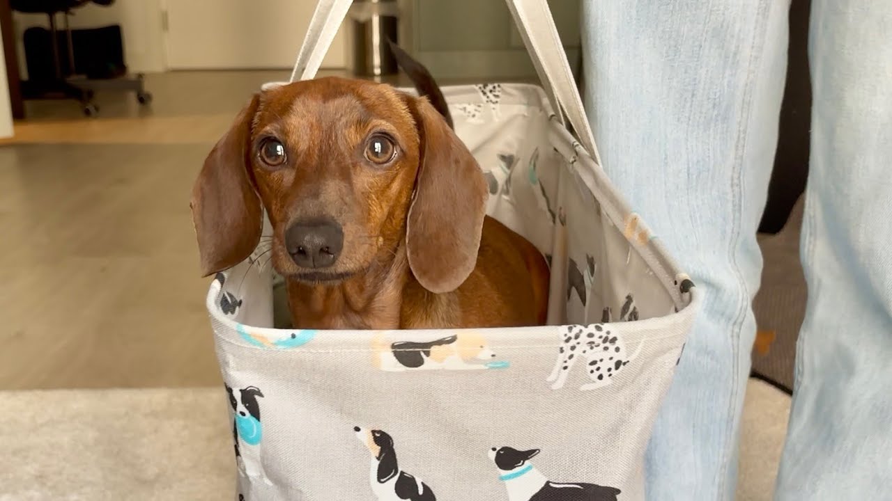 Setting cozy traps to catch a mini dachshund