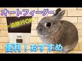 #5【うさぎのオートフィーダー】一泊旅行の強い味方、ウサギの自動餌やり機！久々の設置で大混乱