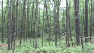 Beautiful Pennsylvania: Larch forest of Berry Mountain