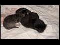 Rescue Mama Cat and Her Newborn Litter