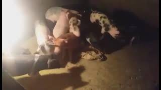 Playful Piglets Just Wean 35 Days Old