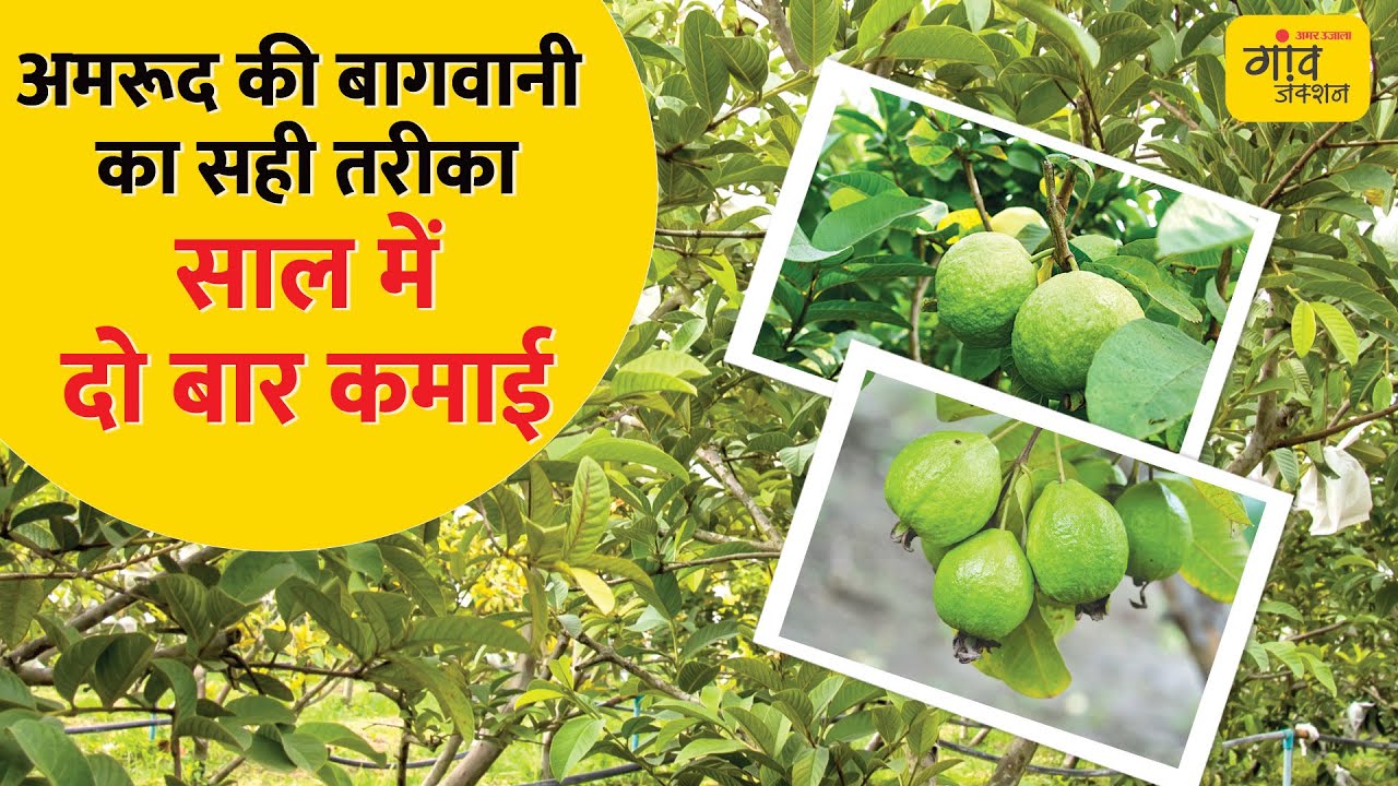 Guava Farming: एक एकड़ में कुल 110 पौधे, कम लागत मोटी कमाई | @gaonjunctionofficial