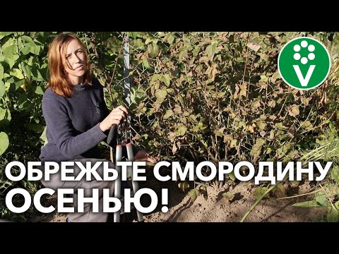 КУСТЫ СМОРОДИНЫ ПЛОДОНОСЯТ ЛУЧШЕ ПРИ ТАКОЙ ОБРЕЗКЕ ОСЕНЬЮ!