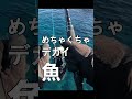 引きの強さが異常！ポッパー投げたらまさかの巨大魚が＃Shorts