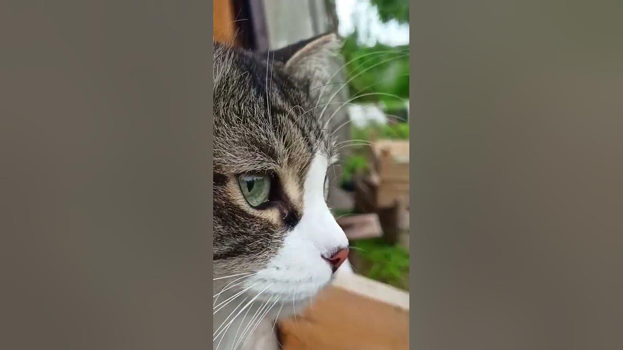 дачники 😸 часть вторая - YouTube