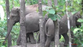 ช้างป่าทองผาภูมิ 1028 อัฟเดตข่าวช้าง