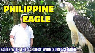 Philippine Eagle || Eagle With The Largest Wing Span