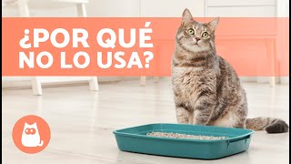 ¿Por qué mi GATO hace CACA fuera del ARENERO? 🐱💩 (7 Causas y Soluciones)