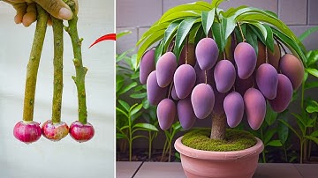 TECHNIQUE; how to grow mango from aloe vera, for productivity, lots of fruit