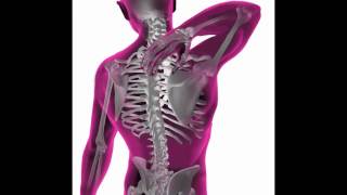 Creem Monkee-In Your Spine