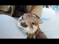 The otter who rush into the crowd by himself [Otter life Day 177] 人混みに自ら突っ込んでくカワウソ