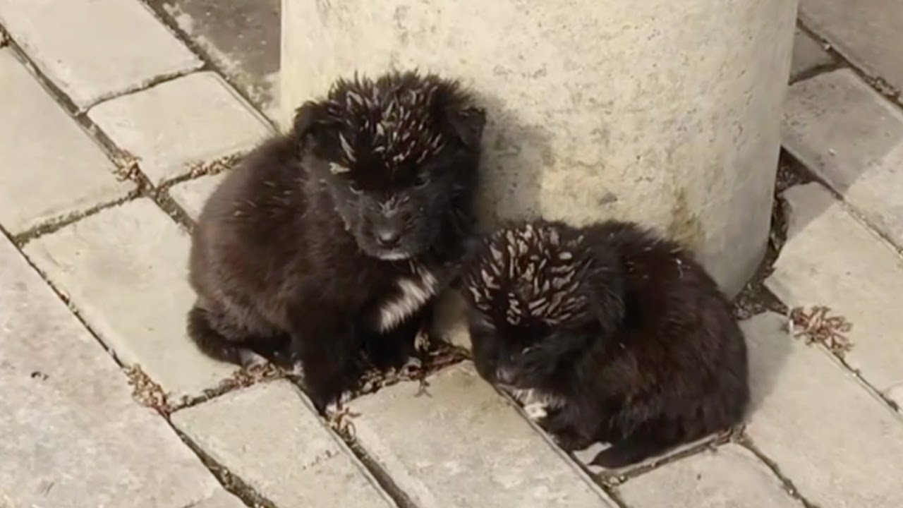 It was -3°C cold, two poor puppies sat trembling next to the electric cone, crying for their mother