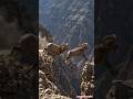#bighornsheep #animals #forest #wildlife #funny #ai #foryou #kids #trending #youtube
