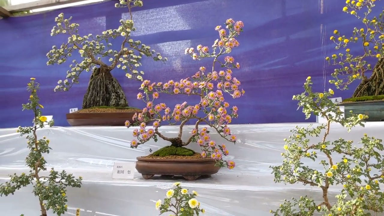 ❁ 10-6 #全景 #菊#盆栽 #秋の菊展 #向島百花園 #墨田区 - YouTube